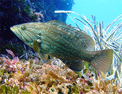 comino dive site information