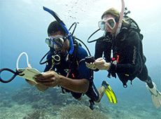 exclusive diving courses malta