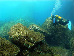 a single malta scuba dive experience at the famous blue hole on gozo
